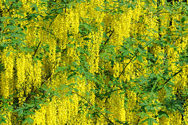 Yellow flower on Isolated white background, Javanese cassia flowers is from Thailand