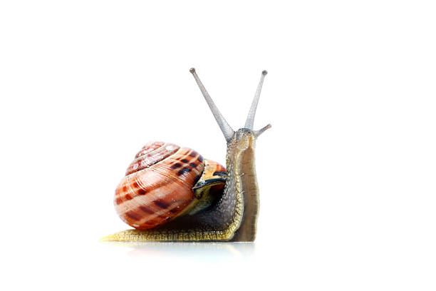 Snail, Isolated on White "Snail, isolated on white." snail stock pictures, royalty-free photos & images