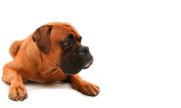 istock I've got my eye on you 184105432