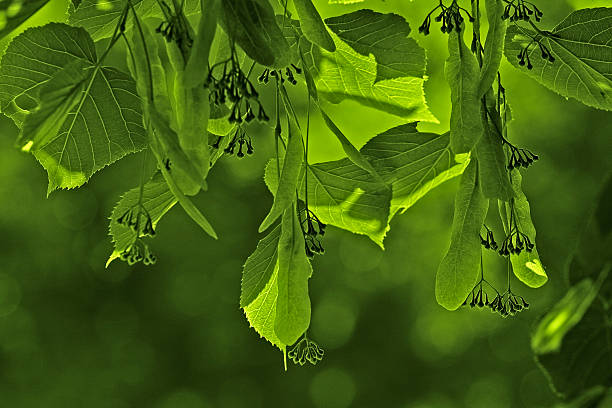 Green leaves "Green leaves, close up" springfield new jersey stock pictures, royalty-free photos & images