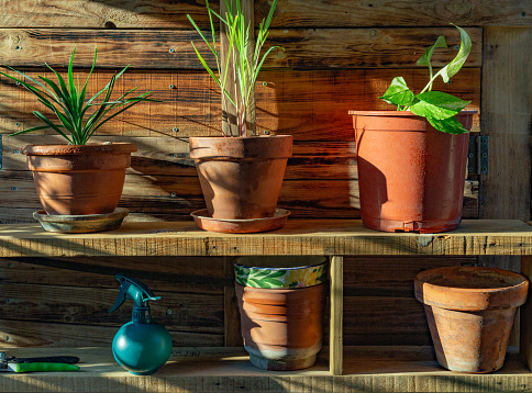 Madrid, Spain. Several pots with plants (Pothos - Epipremnum aureum -, citronella - Cymbopogon nardus -, and palm) on wooden stands under a porch, illuminated by the lateral light of the sunset.