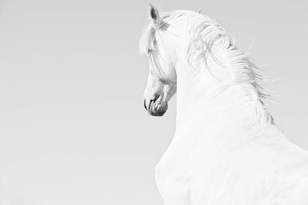 istock White Stallion Horse Andalusian BW 184105704