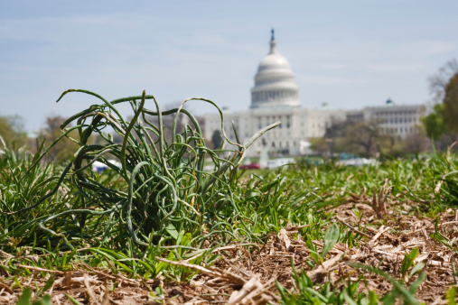 Low angle view of the US capitol building with grass plant in the foreground symbolizing grassroot political movements