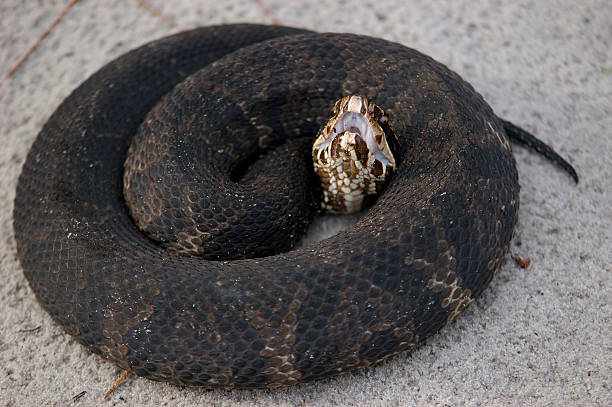 Coiled Cottonmouth stock photo