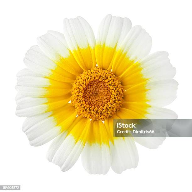Garland Crisantemo Primer Plano Foto de stock y más banco de imágenes de Amarillo - Color - Amarillo - Color, Blanco - Color, Color - Tipo de imagen
