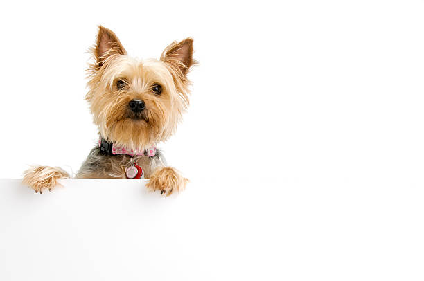 Silky Terrier Silky terrier with blank sign.  Please see my portfolio for other dog and animal related images. yorkshire terrier dog stock pictures, royalty-free photos & images