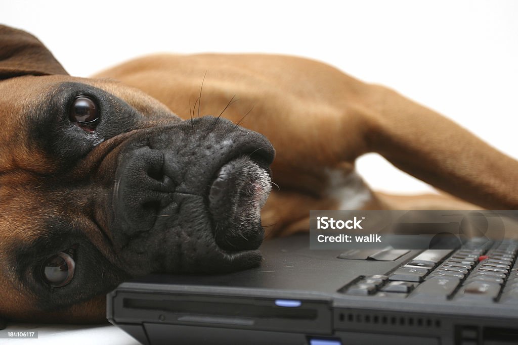 Je suis fatigué - Photo de Boxer - Chien libre de droits