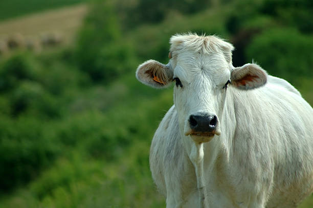 istock Cow in green natural background 184106227