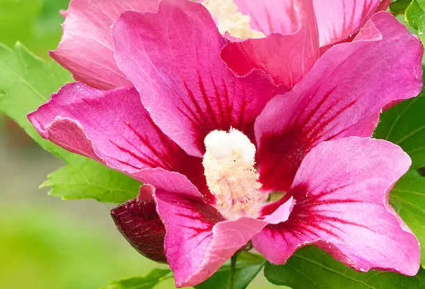 A deep pink hibiscus syriacus flower is touced with deep red in the center.Hibiscus syriacus ( or Rose of Sharon) is a deciduous flowering shrub which flowers from mid to late summer.  This hibiscus is cultivated as an ornamental garden plant due to its colorful purple to white flowers and hardiness.   The hibiscus syriacus is originally native to Asia and is the national flower of South Korea.Related Images