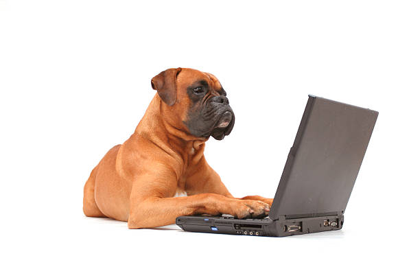 Cão trabalhando no laptop - foto de acervo