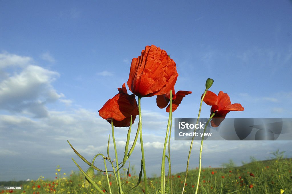 Poppies - Стоковые фото Ботаника роялти-фри