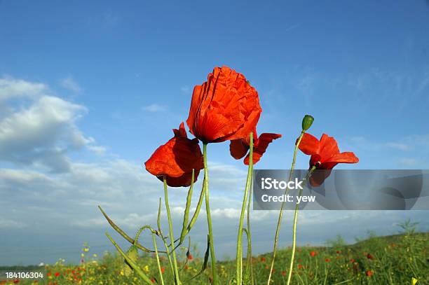 Poppies — стоковые фотографии и другие картинки Ботаника - Ботаника, Букет, Великобритания