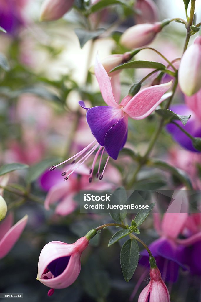 Nahaufnahme von purple fuchsia - Lizenzfrei Bildschärfe Stock-Foto