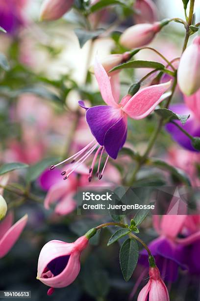 Nahaufnahme Von Purple Fuchsia Stockfoto und mehr Bilder von Bildschärfe - Bildschärfe, Blume, Fokus auf den Vordergrund