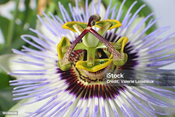 Passiflora Close Up Stock Photo - Download Image Now - Beauty, Beauty In Nature, Blossom