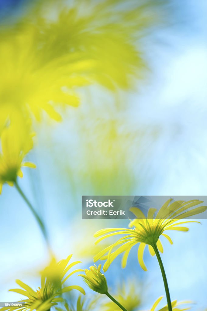 Frühlingsblumen - Lizenzfrei Bildschärfe Stock-Foto