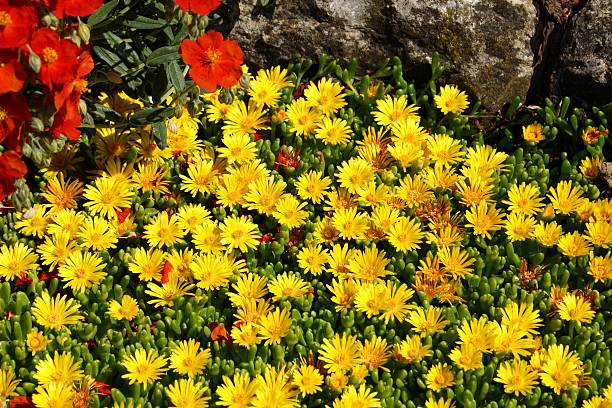 yellow ice plants and red Helianthemum yellow ice plants - Delosperma nubigenum - and red Helianthemum delosperma nubigenum stock pictures, royalty-free photos & images