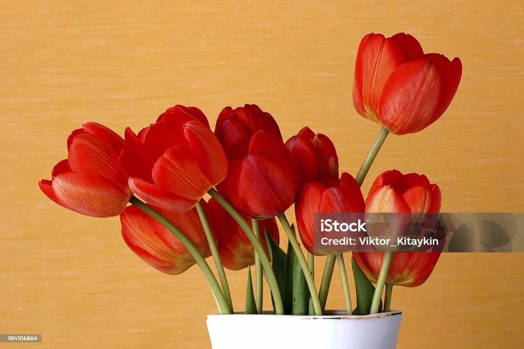 Tulipani - Foto stock royalty-free di Acqua