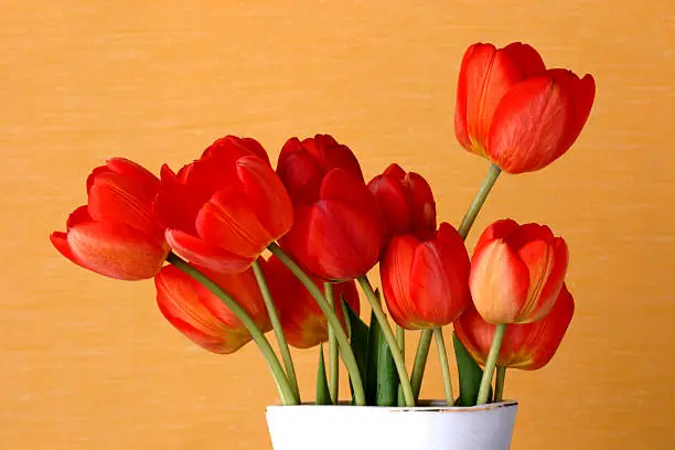Close up of a tulips in a bowl.