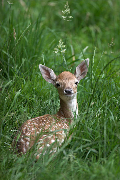 baby rehkitz im gras - fallow deer fawn deer fallow field stock-fotos und bilder