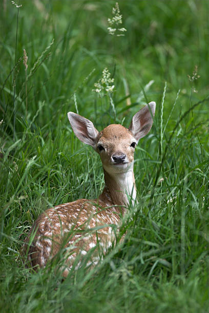 Baby fawn in the grass stock photo