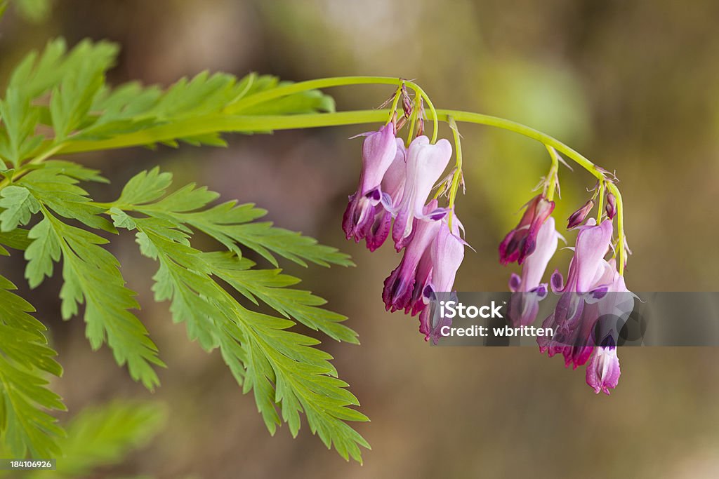 Smoky Mountains Wildflower coração-de-maria (Dicentra eximia - Foto de stock de Animais em Extinção royalty-free
