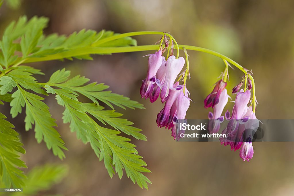 Дымчатый Горы Wildflower кровотечение сердца (Dicentra eximia - Стоковые фото Wild Bleeding Heart роялти-фри