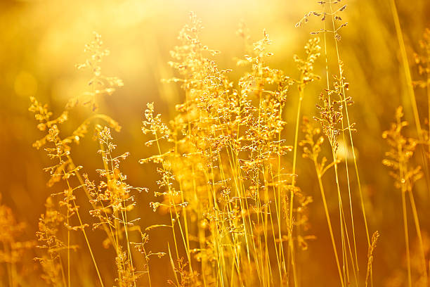 istock Silhouette of wildflowers in meadow during sunrise 184106932