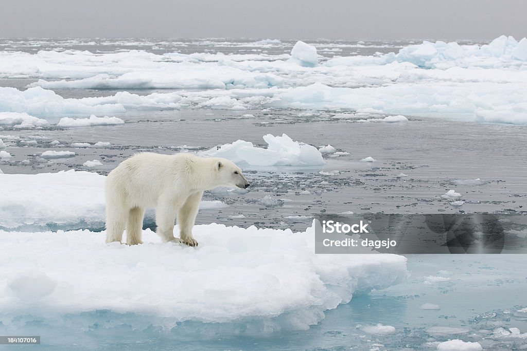 북극곰 - 로열티 프리 빙산-얼음 형태 스톡 사진