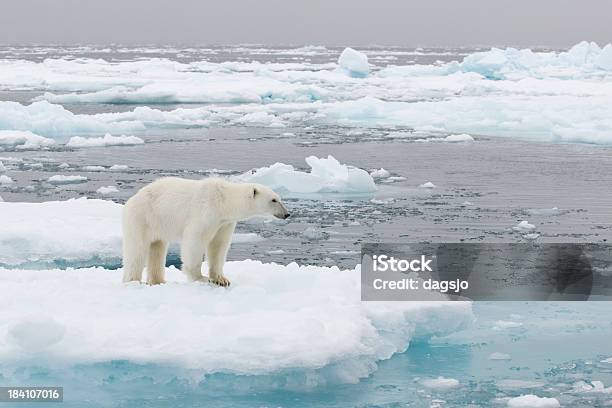 북극곰 빙산-얼음 형태에 대한 스톡 사진 및 기타 이미지 - 빙산-얼음 형태, 북극곰, 얼음