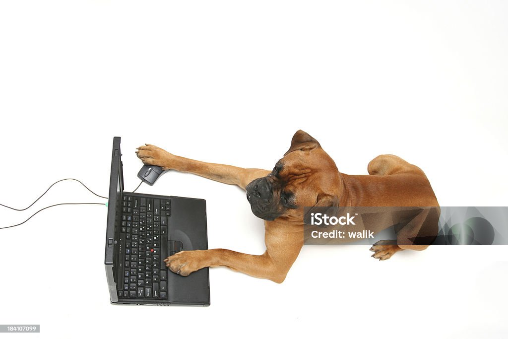 Cão trabalhando no laptop - Foto de stock de Alegria royalty-free