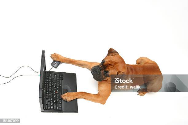 Foto de Cão Trabalhando No Laptop e mais fotos de stock de Alegria - Alegria, Amizade, Animal