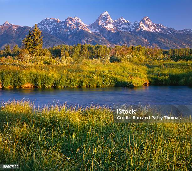 Photo libre de droit de Matin Au Tetons P banque d'images et plus d'images libres de droit de Arbre - Arbre, Arbre à feuilles persistantes, Beauté de la nature