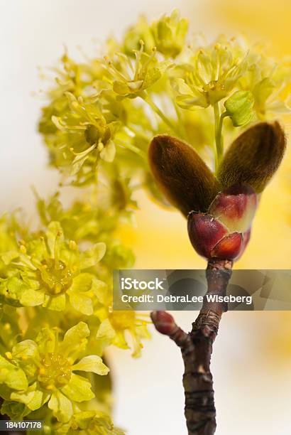 개화 아르카디아 메이플 Bud 0명에 대한 스톡 사진 및 기타 이미지 - 0명, 꽃-꽃의 구조, 꽃-식물