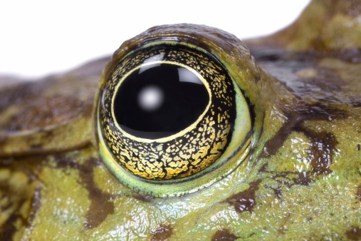 Macro photo of a bullfrog's eye.