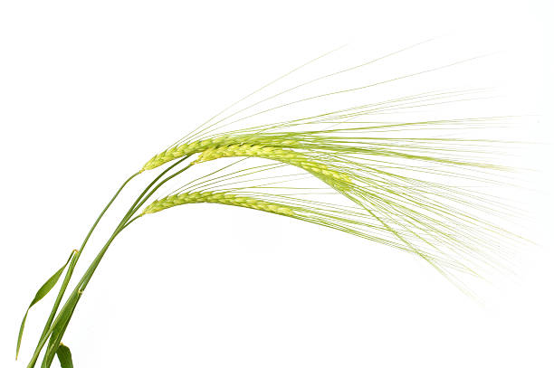 orzo - barley grass foto e immagini stock