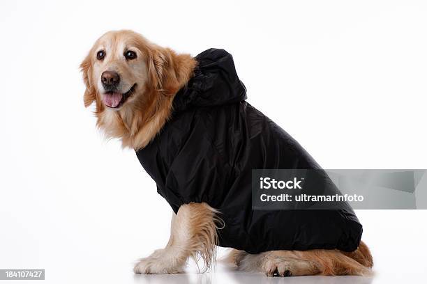 Dog Stock Photo - Download Image Now - Animal, Clothing, Color Image