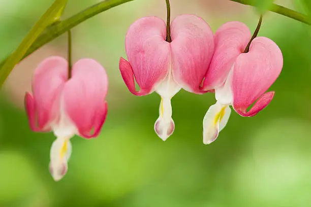 "Close-up image of bleeding hearts, very shallow depth of field"