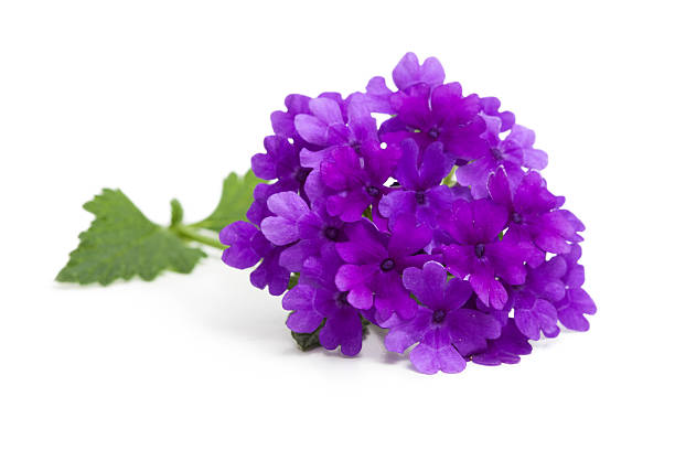 Purple Verbena Flower and Leaves on White "Purple head of verbena with stem and leaves, isolated on white." terryfic3d stock pictures, royalty-free photos & images