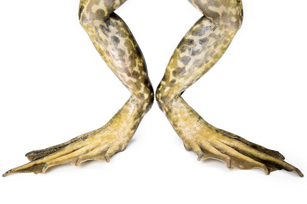 Isolated Frog Legs A pair of nice-looking frog legs isolated on white. bullfrog photos stock pictures, royalty-free photos & images