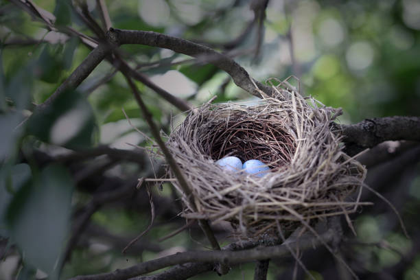 Bird's Nest Robin's nest with two periwinkle blue eggs.Related Images: birds nest photos stock pictures, royalty-free photos & images