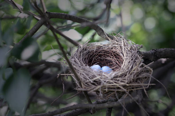 Bird's Nest Robin's nest with two periwinkle blue eggs.Related Images: birds nest with eggs stock pictures, royalty-free photos & images