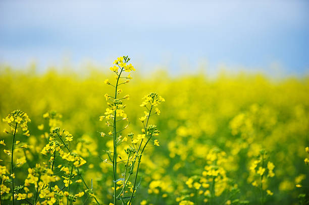 istock Close-up picture of a oilseed rape field 184107788