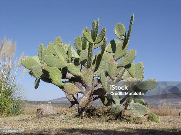 Foto de Cactus e mais fotos de stock de Cacto - Cacto, Cacto Nopal, Clima árido