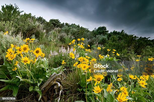 ブルームバルサム根本 - セージブラッシュのストックフォトや画像を多数ご用意 - セージブラッシュ, 花, アイダホ州