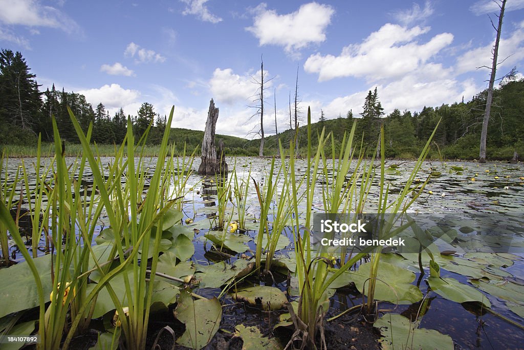 Болотный - Стоковые фото Алгонкинский провинциальный парк роялти-фри