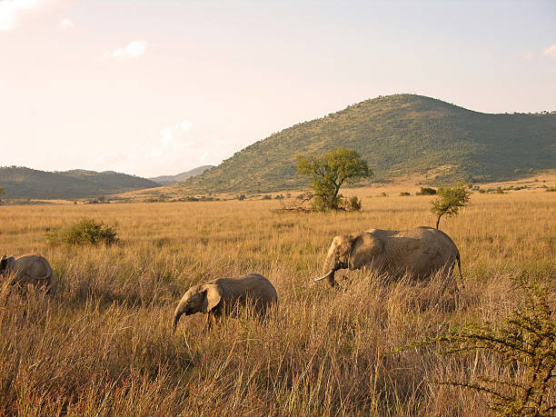Afrykańskie słonie chodzenia – zdjęcie