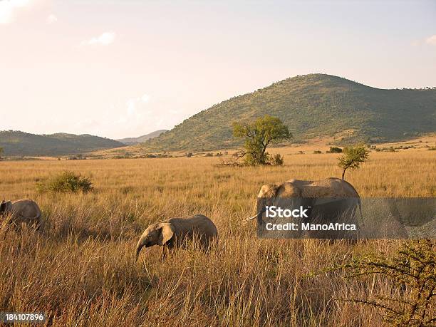 Elefantes Africanos Andar - Fotografias de stock e mais imagens de República da África do Sul - República da África do Sul, Elefante, Parque nacional de Pilanesberg