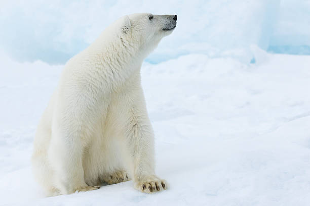 orso polare - polar bear arctic global warming ice foto e immagini stock