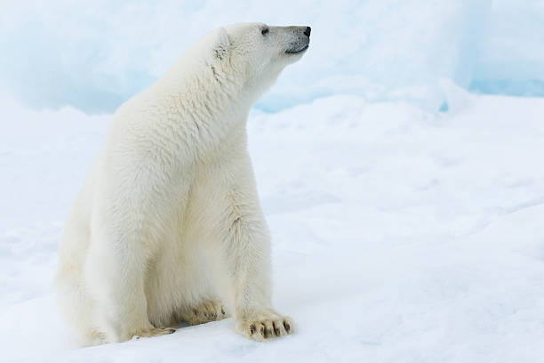 niedźwiedź polarny - polar bear arctic animal snow zdjęcia i obrazy z banku zdjęć